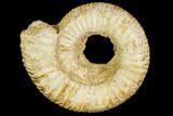 Fossil Ammonite (Dactylioceras) - England #104562-1